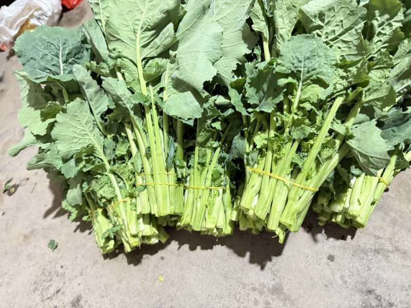 板苔菜苔大量有货