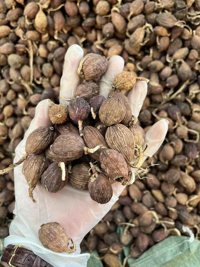 云南草果电烤果烟果长期批发量大价优100斤一件起批发欢迎询价