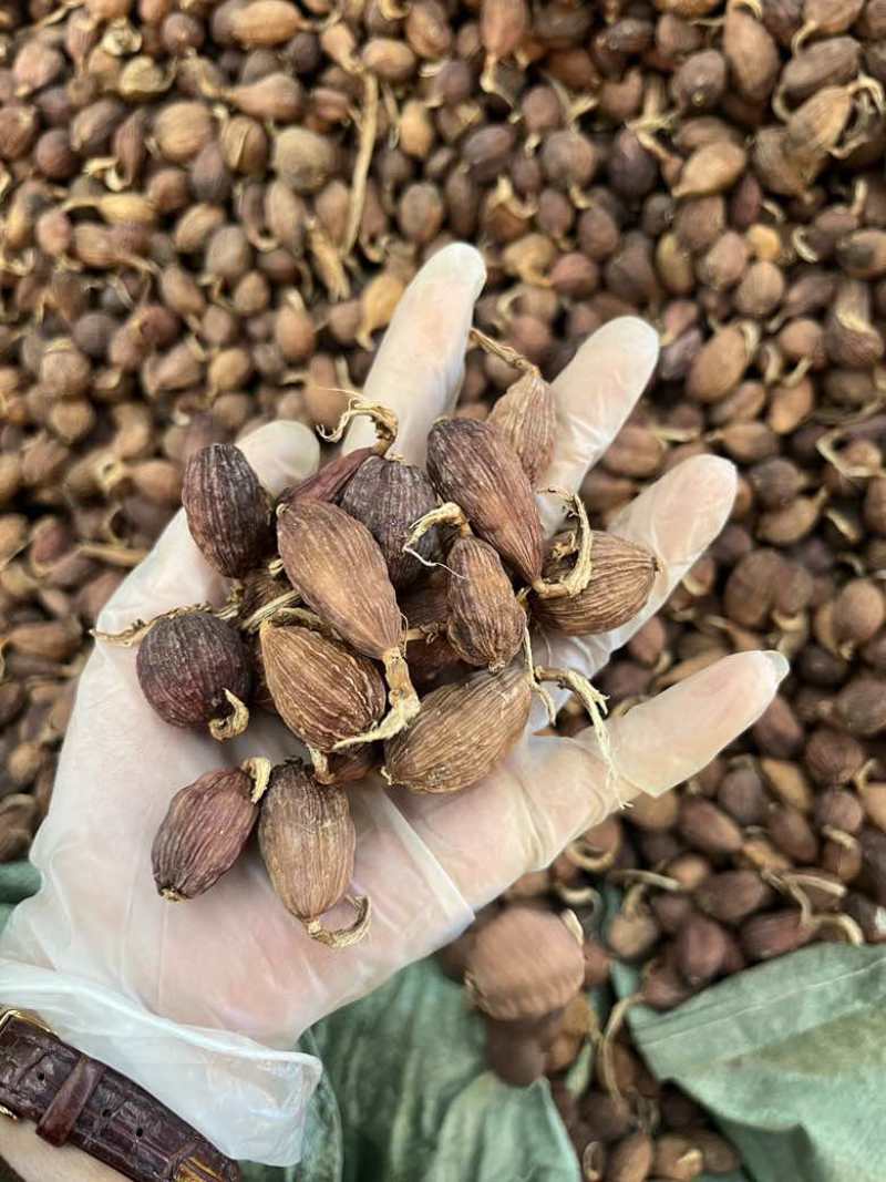 云南草果电烤果烟果长期批发量大价优100斤一件起批发欢迎询价