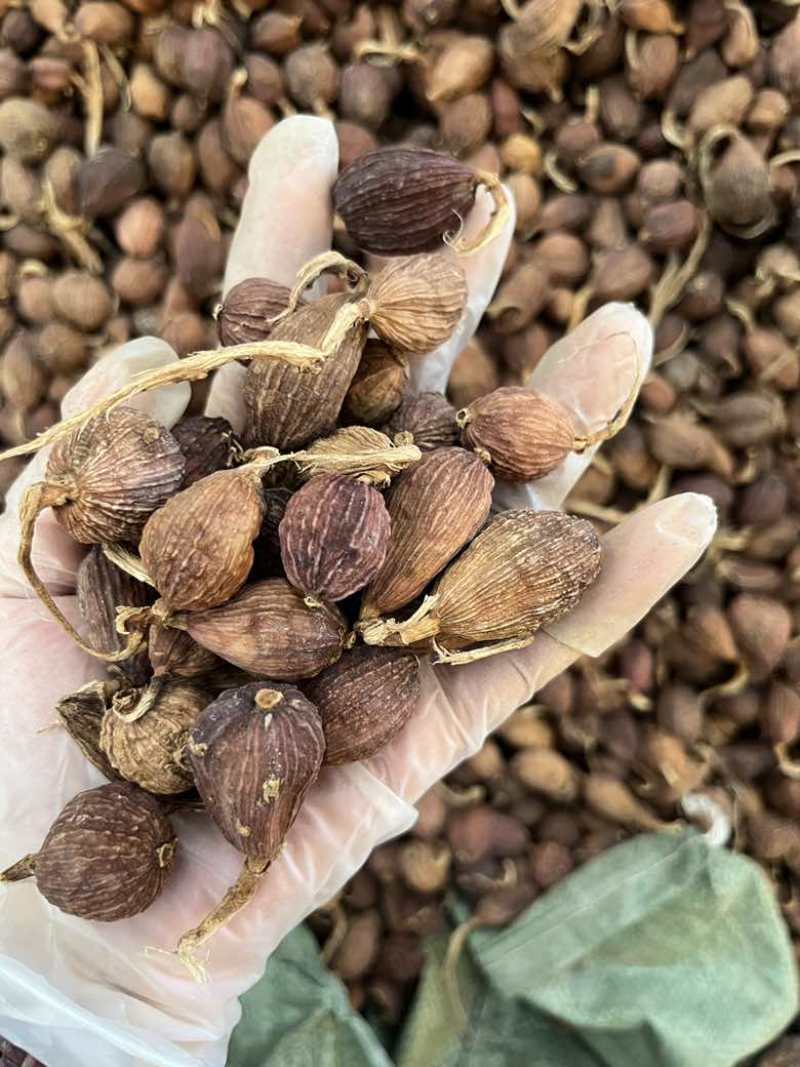 云南草果电烤果烟果长期批发量大价优100斤一件起批发欢迎询价