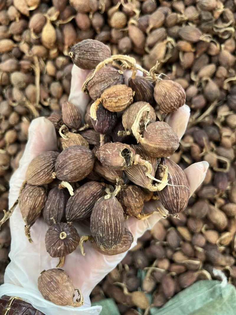 云南草果电烤果烟果长期批发量大价优100斤一件起批发欢迎询价