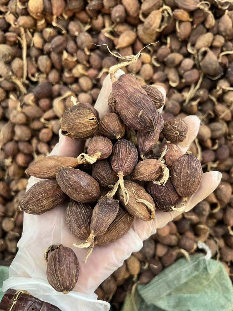 云南草果电烤果烟果长期批发量大价优100斤一件起批发欢迎询价