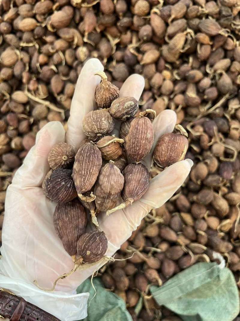 云南草果电烤果烟果长期批发量大价优100斤一件起批发欢迎询价