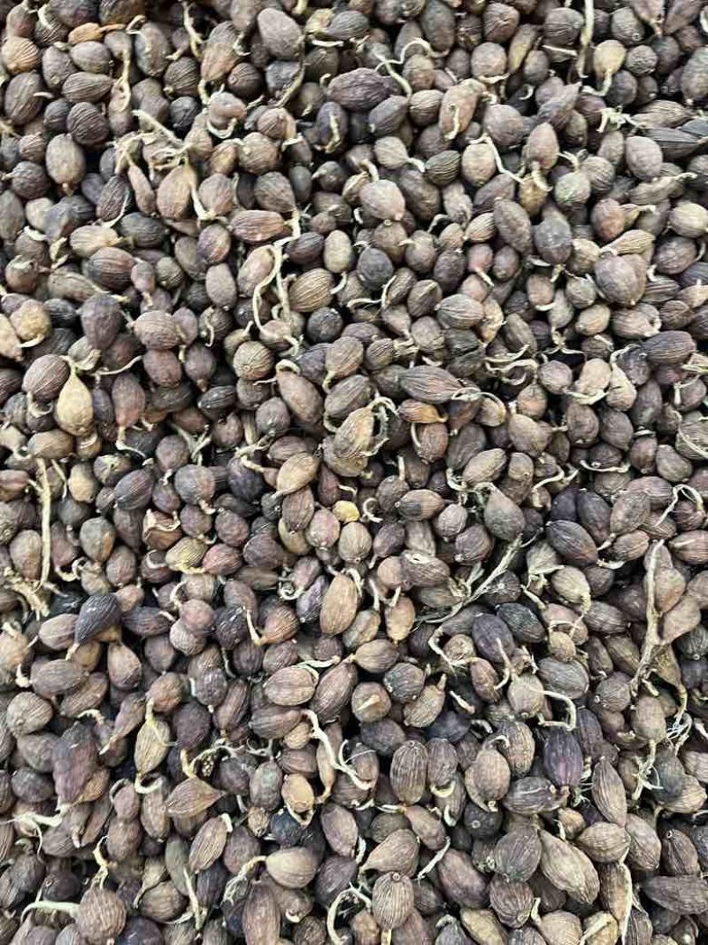 云南草果电烤果烟果长期批发量大价优100斤一件起批发欢迎询价