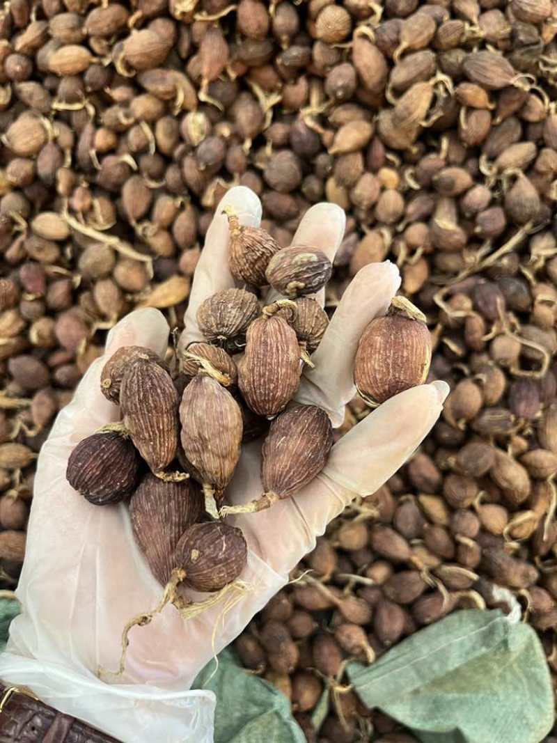 云南草果电烤果烟果长期批发量大价优100斤一件起批发欢迎询价