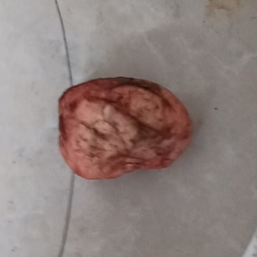狗宝