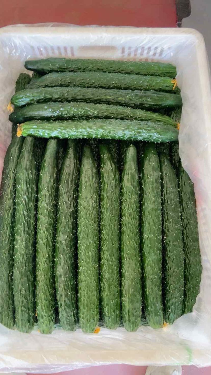 漳州黄瓜品质保证诚信经营欢迎联系接商超市场电商