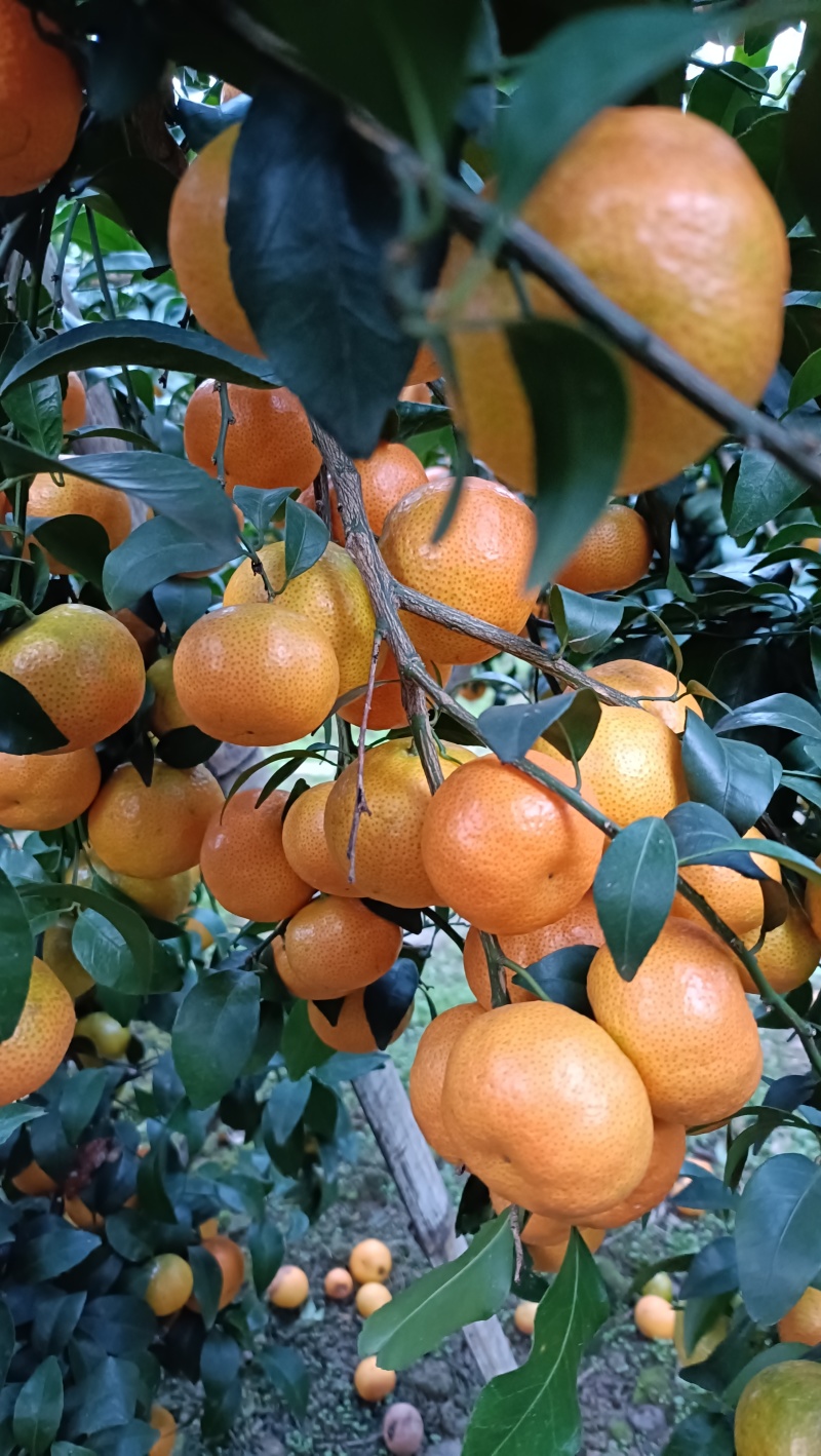 广西西林沙糖桔