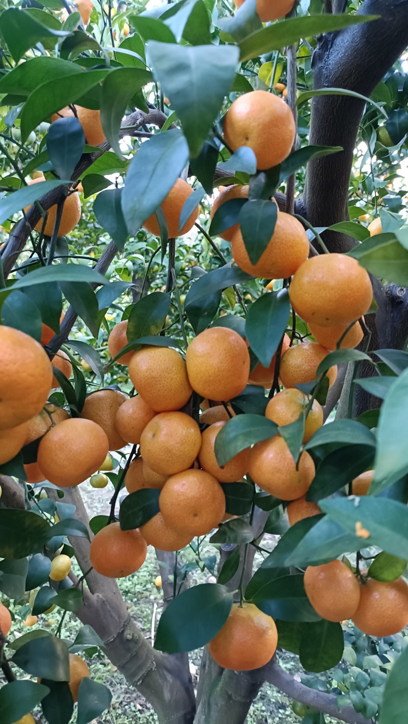 广西西林沙糖桔