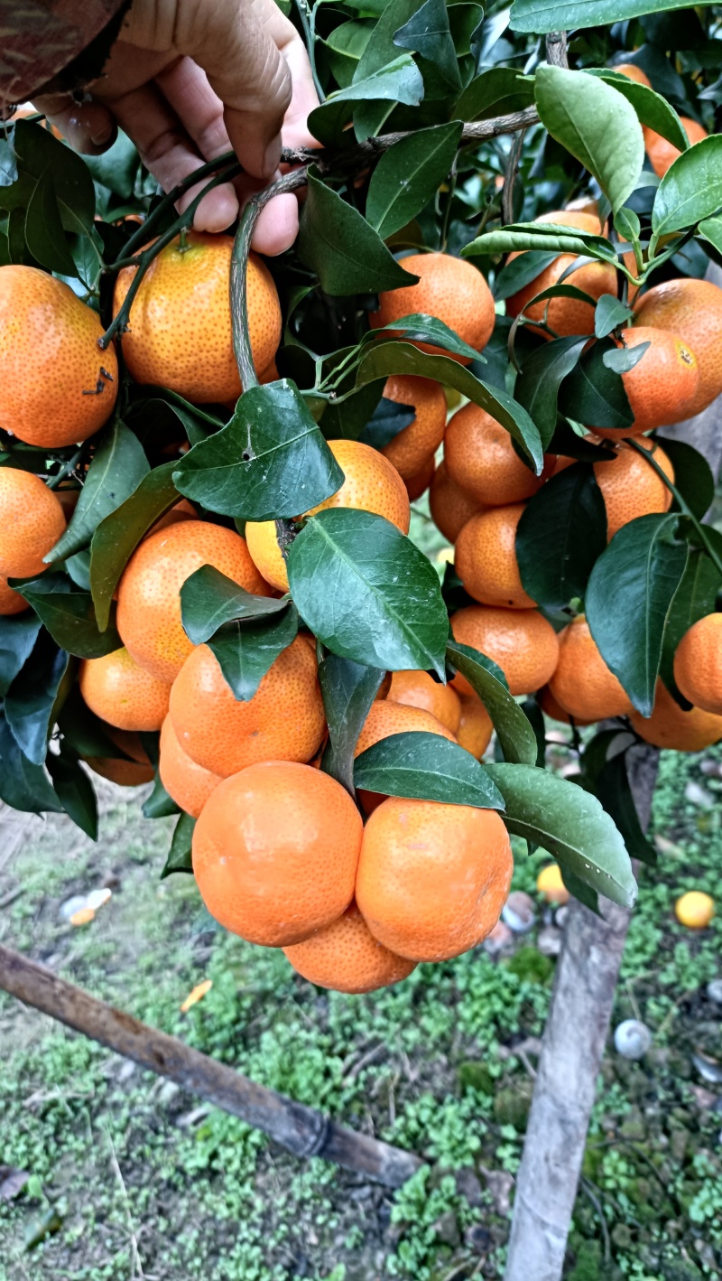 广西西林沙糖桔