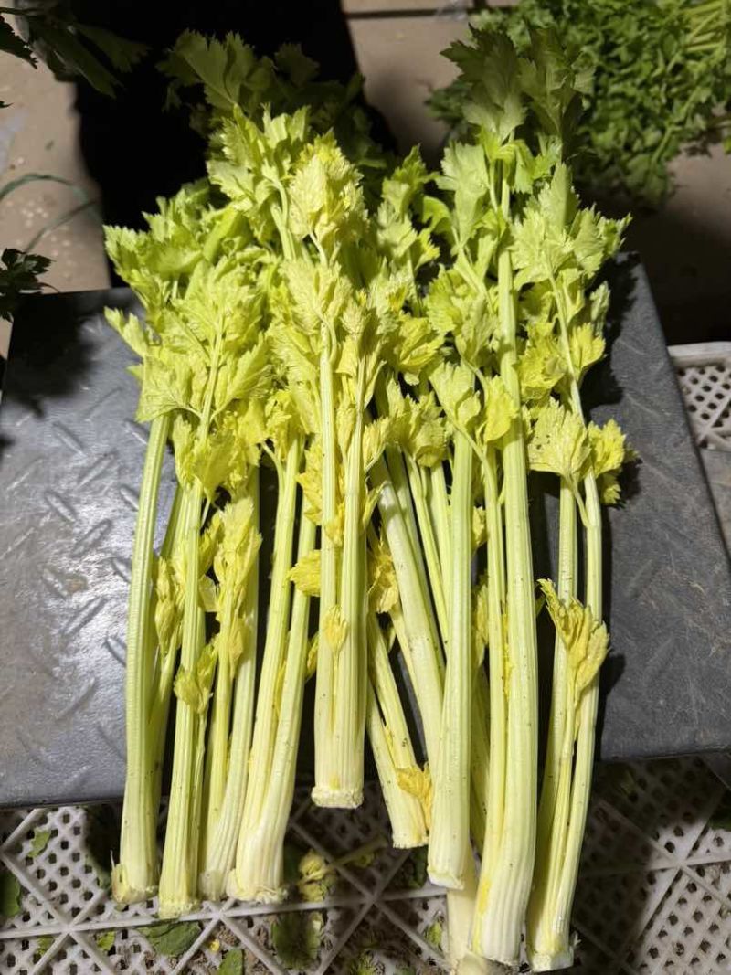 山东省青岛市平度马家沟空心芹菜