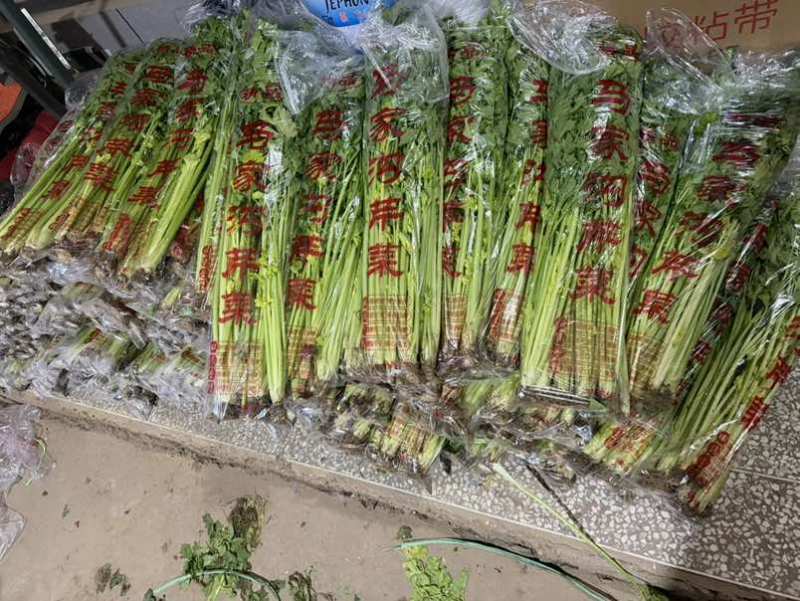 山东省青岛市平度马家沟空心芹菜