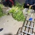 山东省青岛市平度马家沟空心芹菜