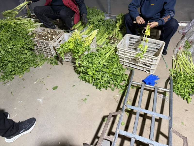 山东省青岛市平度马家沟空心芹菜