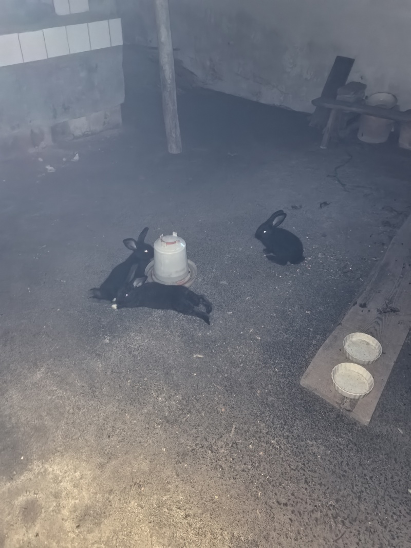 散养兔子