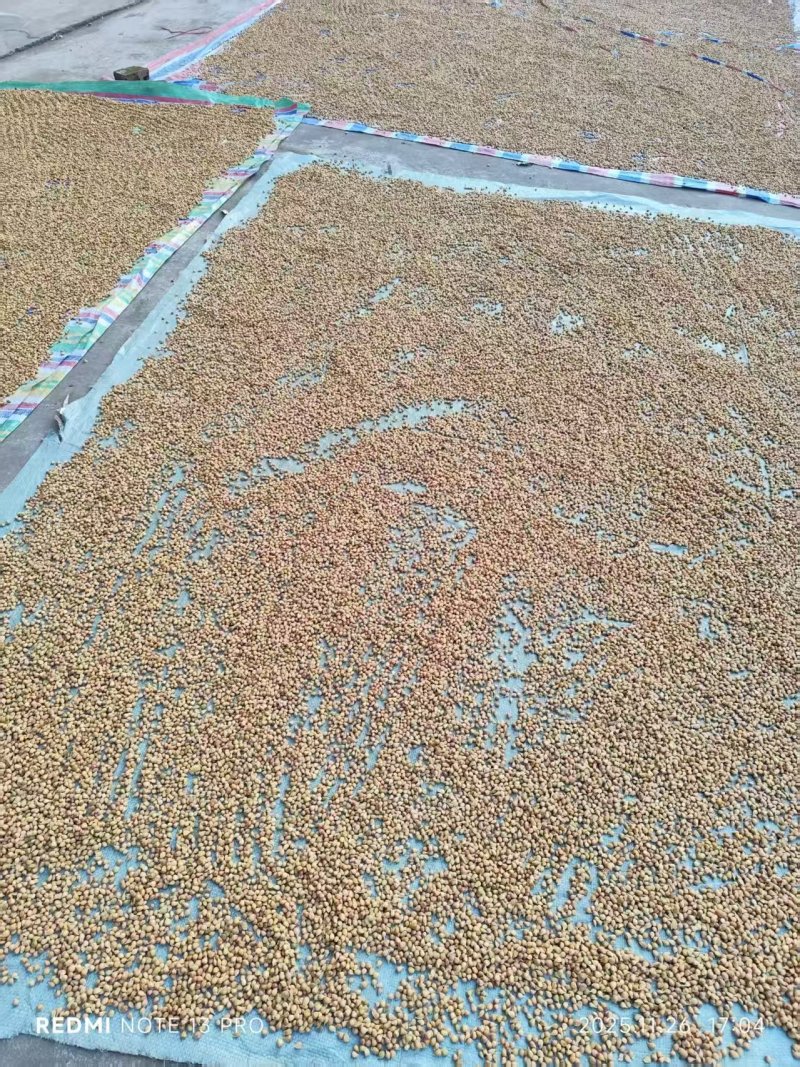 香橙种子/橙子种子/四川/可提供技术指导/欢迎选购
