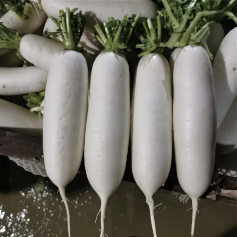白萝卜青萝卜