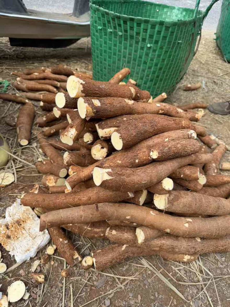 黄心木薯