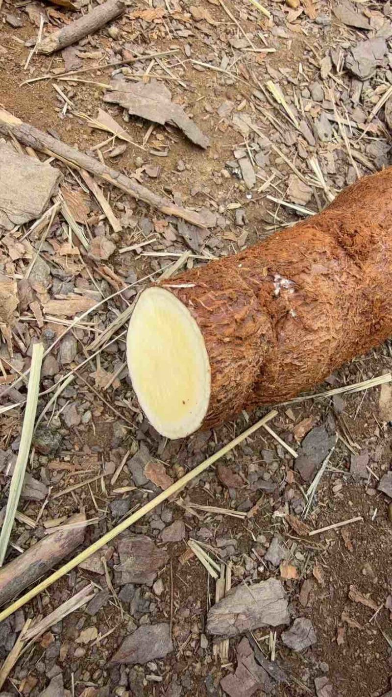 黄心木薯