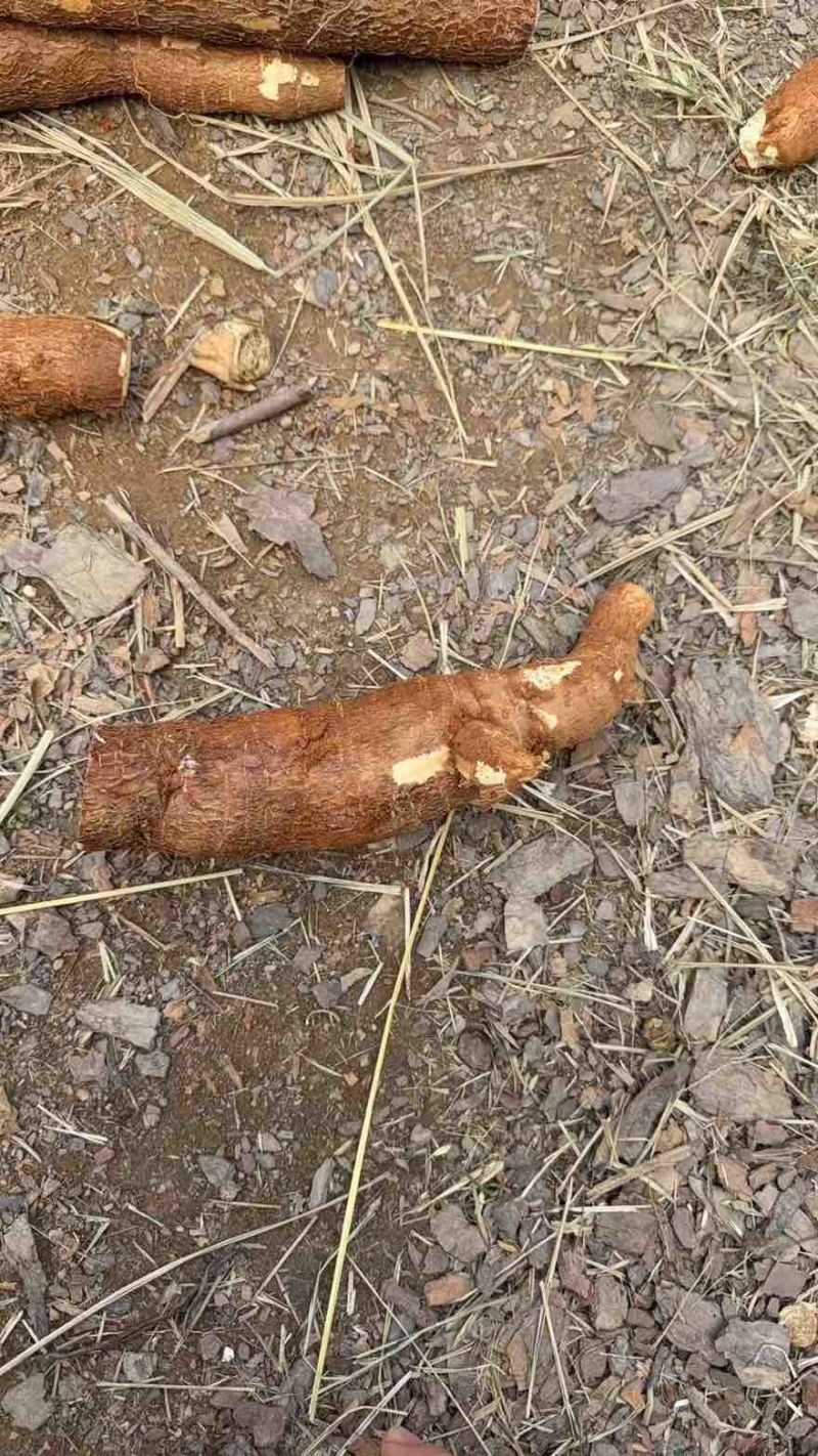 黄心木薯