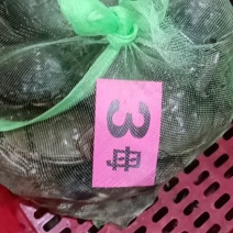 精品鲜活母蟹大闸蟹