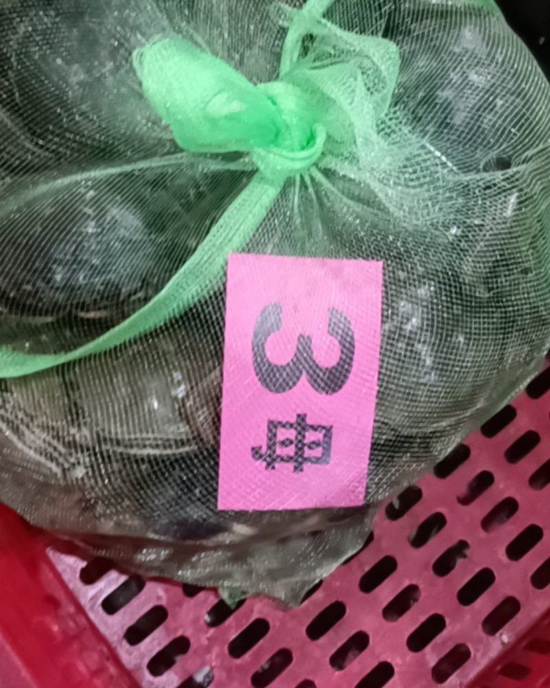 精品鲜活母蟹大闸蟹