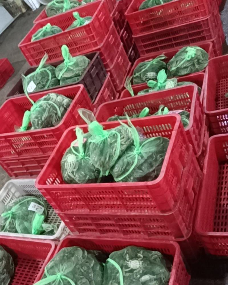 精品鲜活母蟹大闸蟹