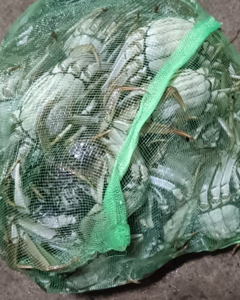 精品鲜活母蟹大闸蟹