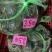 精品鲜活母蟹大闸蟹
