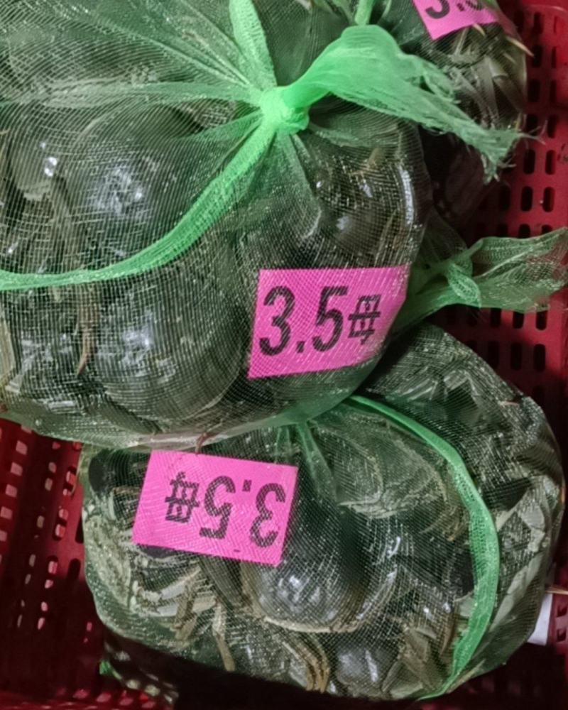 精品鲜活母蟹大闸蟹