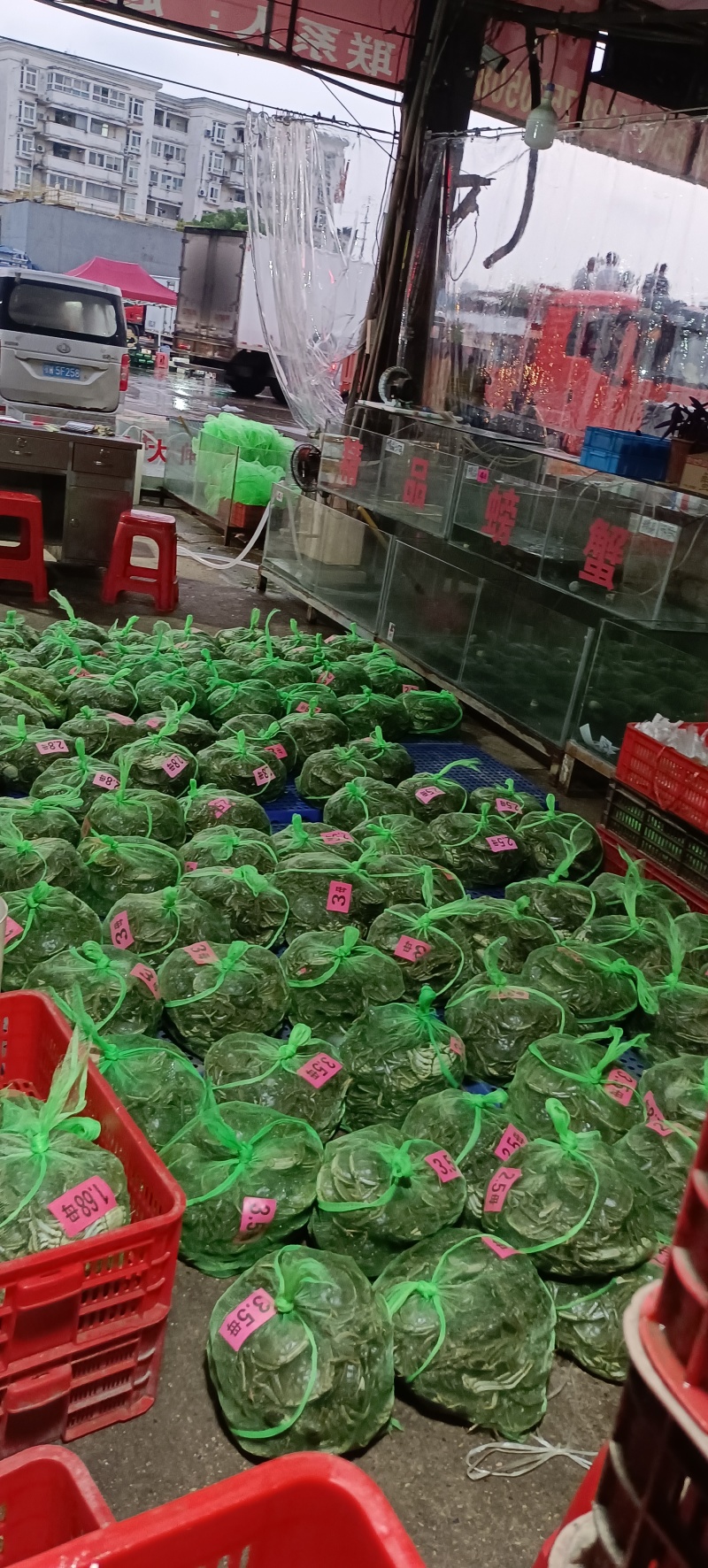 精品鲜活母蟹大闸蟹