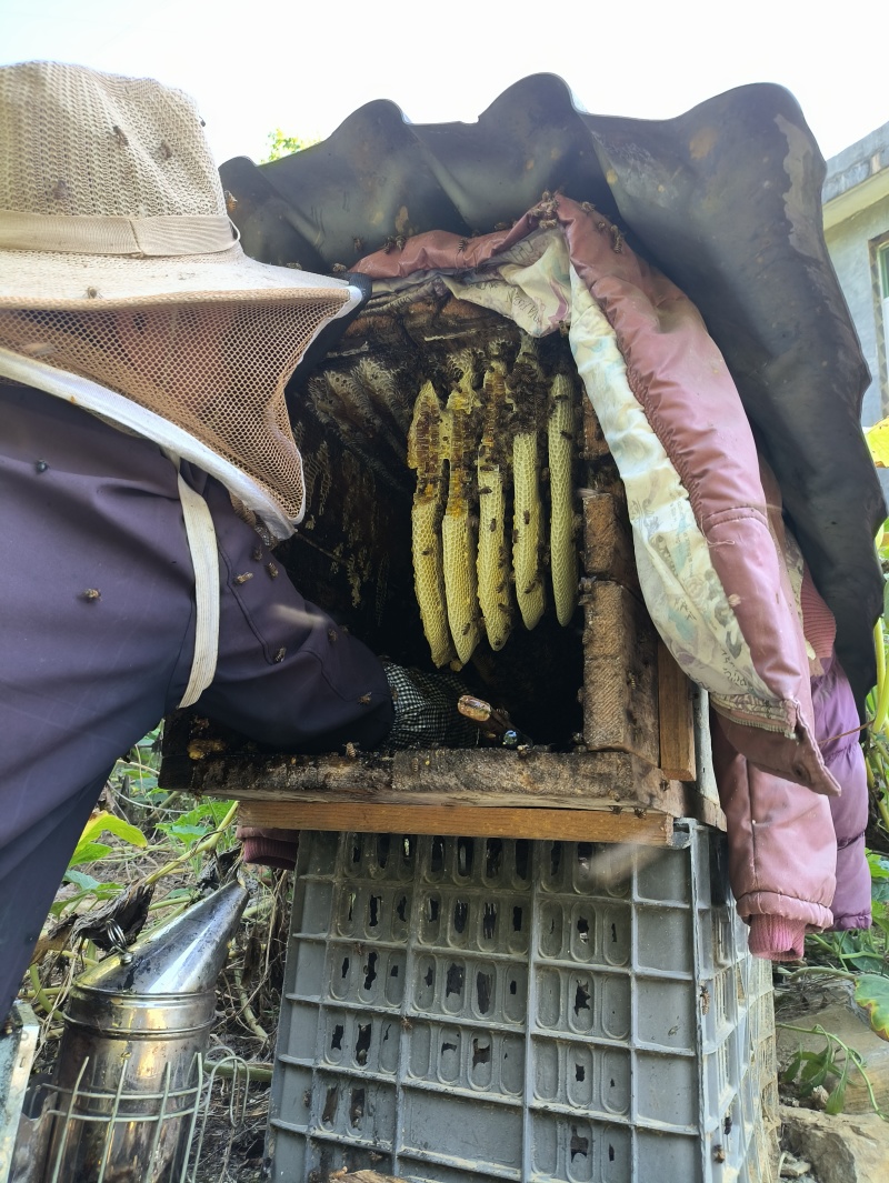贵州散养百花蜜
