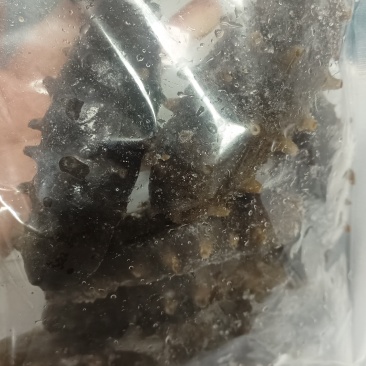 瑕疵即食海参，除了卖相不好看，没有别的毛病，价格美丽，经济又