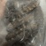 瑕疵即食海参，除了卖相不好看，没有别的毛病，价格美丽，经济又