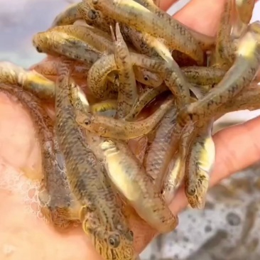 山根鱼木头鱼小黄鱼虾虎鱼2斤一袋10斤起售