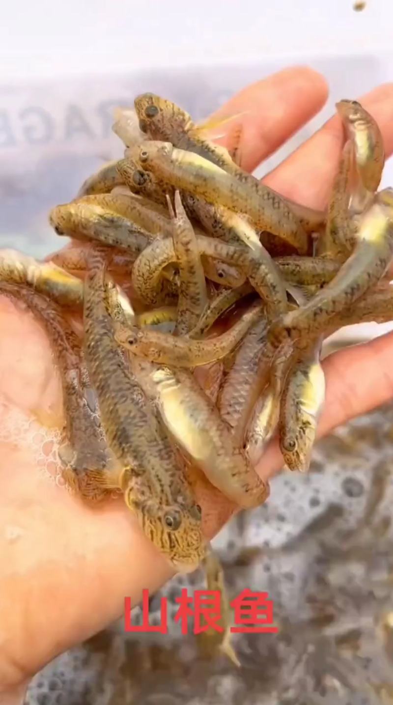 山根鱼木头鱼小黄鱼虾虎鱼2斤一袋10斤起售