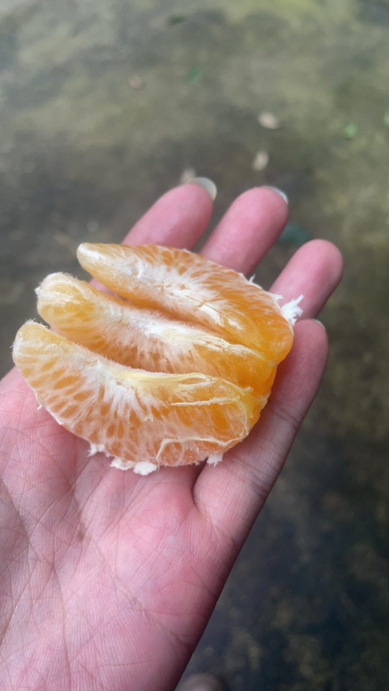 耙耙柑大量上市量大的老板看过来