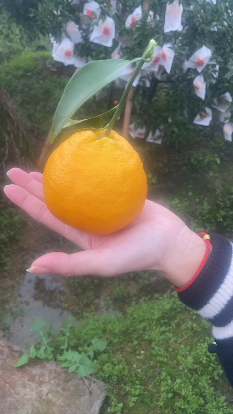 耙耙柑大量上市量大的老板看过来