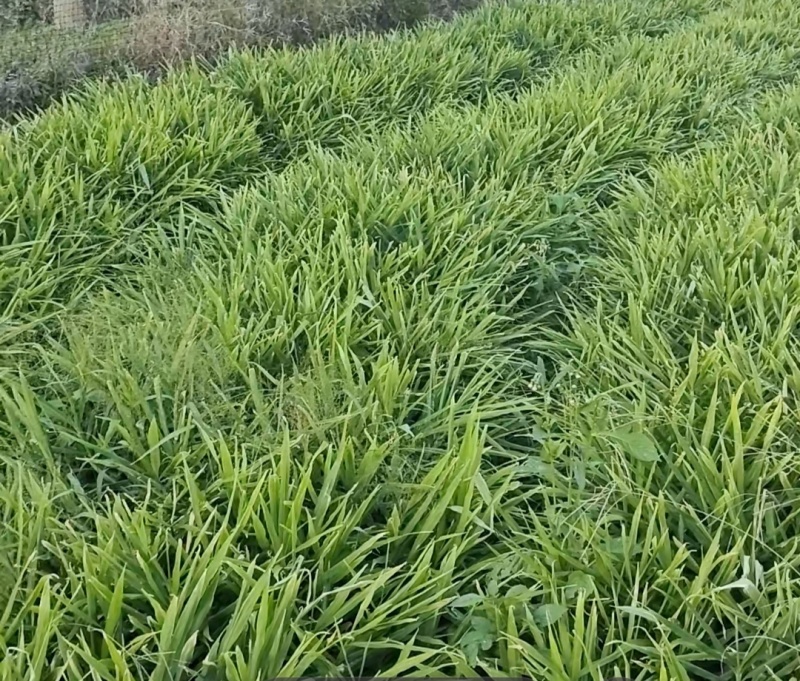 福建小黄姜