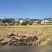 猫牙长粒稻谷邦两优6118