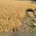 猫牙长粒稻谷邦两优6118