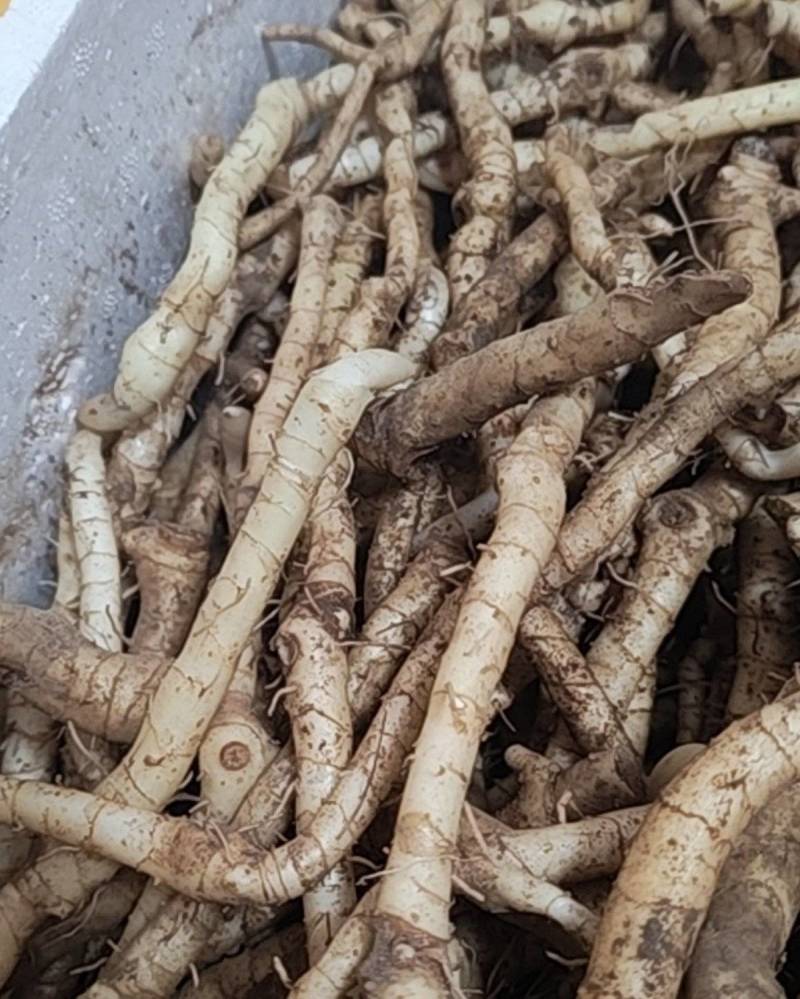 昆嵛山野生黄精，在海拔500米衣裳采挖