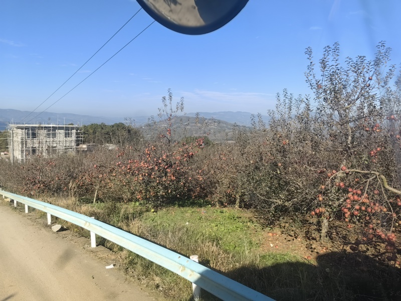 贵州威宁糖心丑苹果