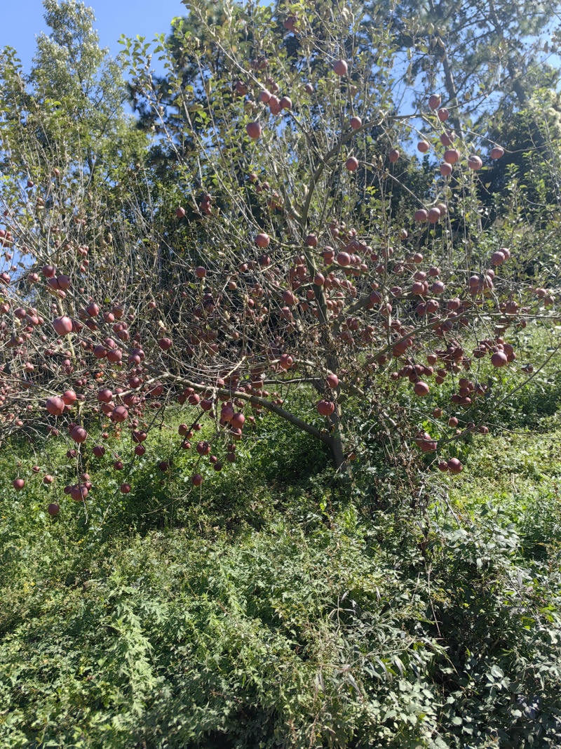贵州威宁糖心丑苹果