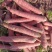 红萝卜