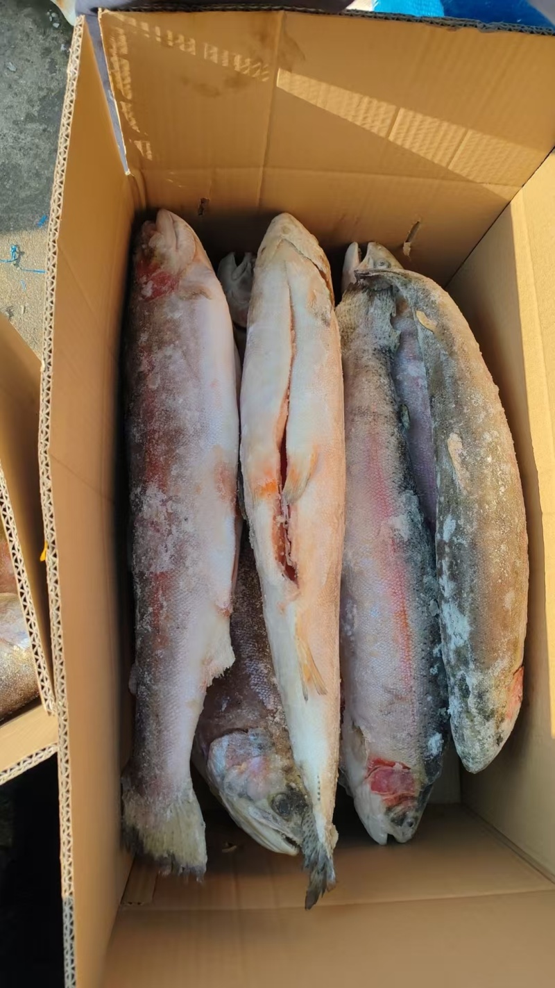 虹鳟三文鱼