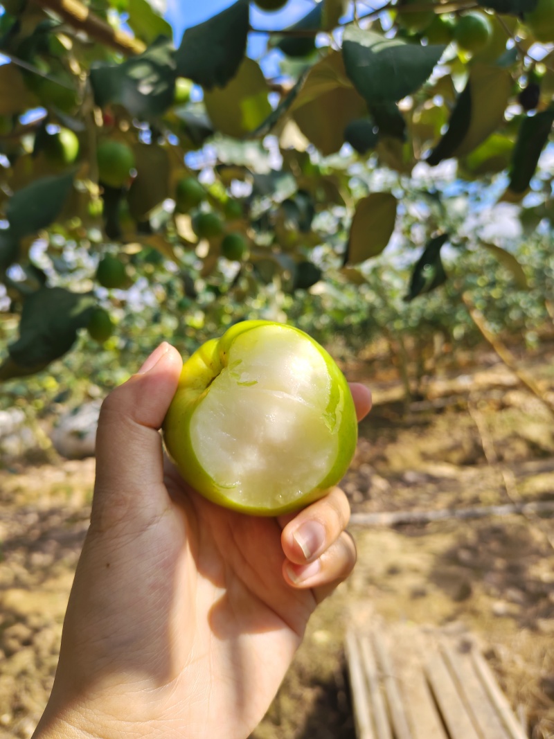 版纳苹果枣