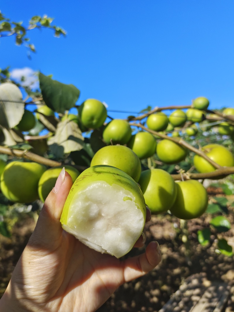 版纳苹果枣