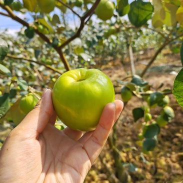 版纳苹果枣
