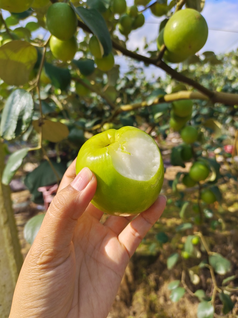 版纳苹果枣
